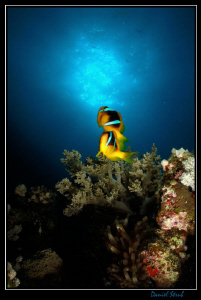 Clownfish - shortly after this picture has been taken, we... by Daniel Strub 